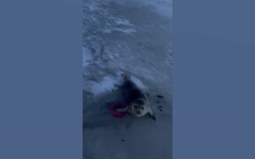 Funny Animal Fails