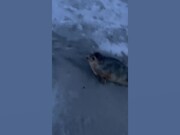 Funny Animal Fails