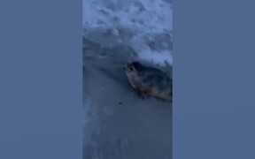 Funny Animal Fails