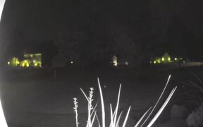 Funny Animal Fails