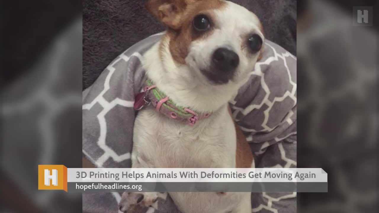 3D Printing Helps Animals