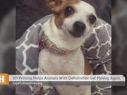3D Printing Helps Animals