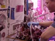 Astronauts Grow Lettuce