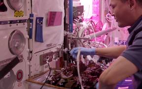 Astronauts Grow Lettuce
