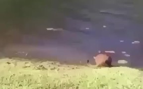 Cat Jumps Into Lake After Guy Sneezes - Animals - VIDEOTIME.COM