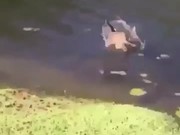 Cat Jumps Into Lake After Guy Sneezes