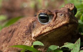 Comparing Tropical+Temperate Frog Breeding - Animals - VIDEOTIME.COM