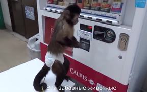Monkey Using a Vending Machine - Animals - VIDEOTIME.COM