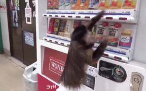 Monkey Using a Vending Machine - Animals - VIDEOTIME.COM