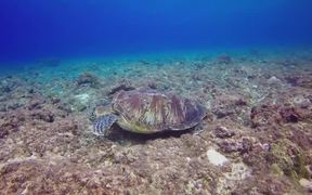 Green Turtle - Animals - VIDEOTIME.COM
