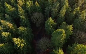 Flying Over Forest