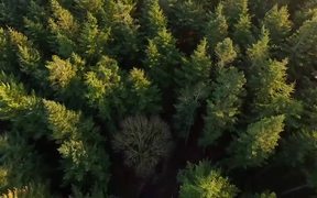 Flying Over Forest - Fun - VIDEOTIME.COM