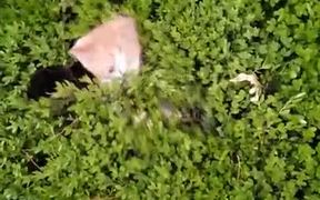 Peek-a-Boo Bush Of Kittens - Animals - VIDEOTIME.COM