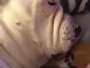 Dog Snores Like A Cartoon Character