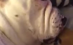 Dog Snores Like A Cartoon Character - Animals - VIDEOTIME.COM