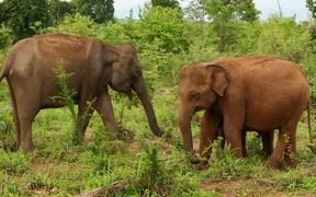 Elephants - Animals - VIDEOTIME.COM