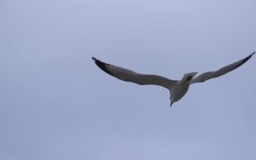 Seagull Flying - Animals - VIDEOTIME.COM