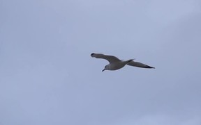 Seagull Flying - Animals - VIDEOTIME.COM