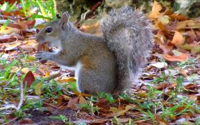 Grey Squirrel Eating - Animals - VIDEOTIME.COM