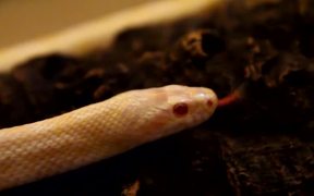 Albino Snake - Animals - VIDEOTIME.COM