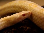 Albino Snake
