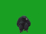 Monkey on Green Screen