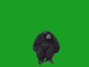 Monkey on Green Screen