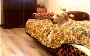 Lazy Labrador - Animals - VIDEOTIME.COM
