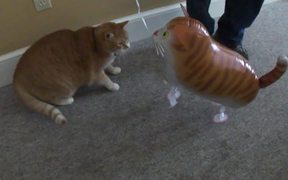 Cat Vs Cat Balloon - Animals - VIDEOTIME.COM