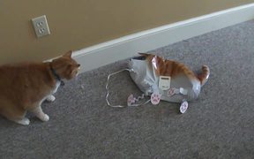 Cat Vs Cat Balloon - Animals - Videotime.com