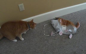 Cat Vs Cat Balloon - Animals - Videotime.com