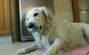 Golden Retrieve Refuses To Give Up Pacifier - Animals - VIDEOTIME.COM