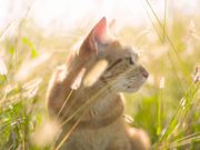 Cat in the Sun