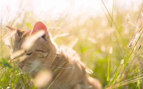 Cat in the Sun - Animals - VIDEOTIME.COM