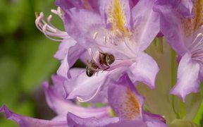 Bee on Flower - Fun - VIDEOTIME.COM