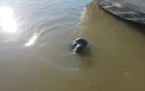 Sea Lion Drags Girl - Animals - VIDEOTIME.COM