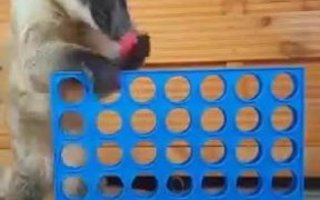 Coati Learns To Play Connect 4 - Animals - VIDEOTIME.COM