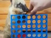 Coati Learns To Play Connect 4