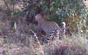 Two Leopards Vs A Python - Animals - VIDEOTIME.COM
