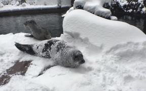 First Snow Day Of 2017 - Animals - VIDEOTIME.COM