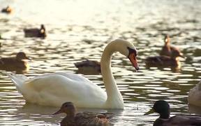 White Swan in SloMo - Animals - VIDEOTIME.COM