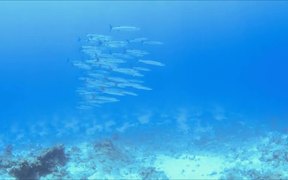 School of Barracuda - Animals - VIDEOTIME.COM