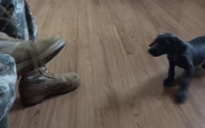 Puppy Doesn't Want Soldier To Put Boots On - Animals - VIDEOTIME.COM