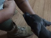 Puppy Doesn't Want Soldier To Put Boots On