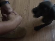 Puppy Doesn't Want Soldier To Put Boots On
