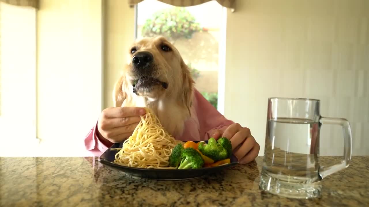 Chef Dog