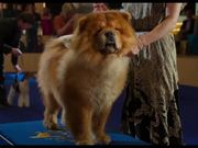 Show Dogs Trailer