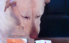 Dramatic Guilty Dog - Animals - VIDEOTIME.COM