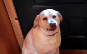 Dramatic Guilty Dog - Animals - VIDEOTIME.COM