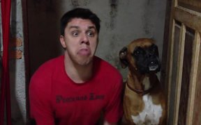 Just Dogs - Animals - VIDEOTIME.COM